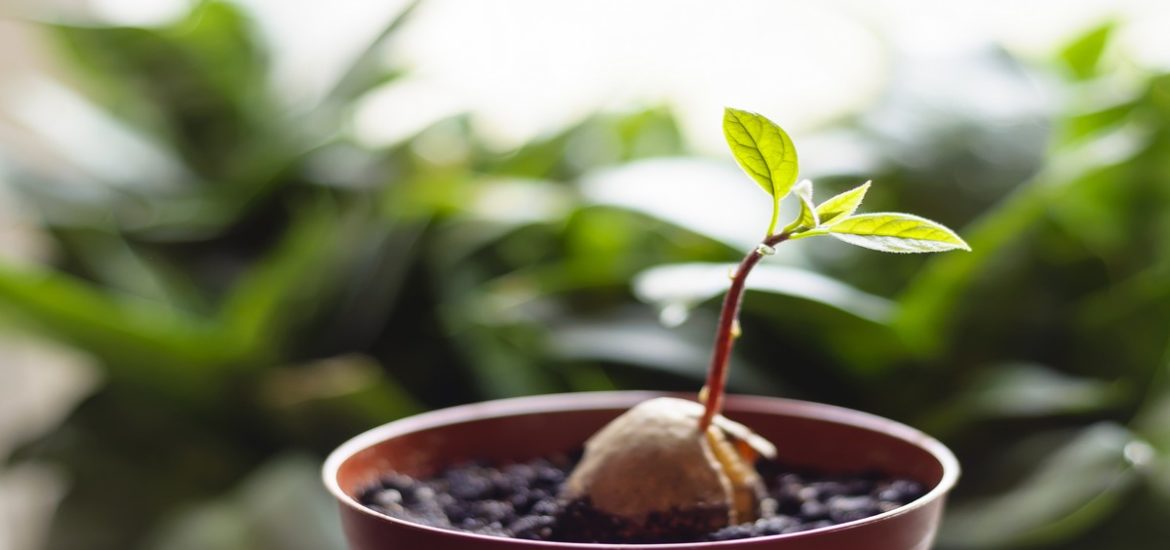 A young fresh avocado sprout with leaves grows from a seed in a pot. Selective focus.
